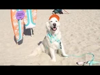 Des chiens prennent la vague lors d'un concours de surf à San Diego