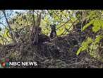 Family reunited with dog found stuck in treetop after Helene flooding