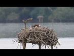 Marais d'Orx : une zone humide riche en histoire, en nature et en rapaces