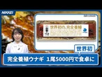 完全養殖ウナギ1尾5000円、初の試験販売 クイック解説