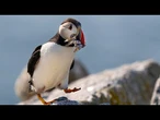 Le recensement des macareux commence alors que les îles Farne célèbrent 100 ans de protection