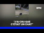 États-Unis: cette étrange créature est en fait un raton laveur