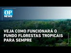 Veja como funcionará o fundo florestas tropicais para sempre | O POVO News