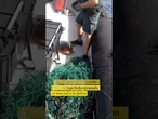 Segunda oportunidad:la Guardia Civil libera auna tortuga en Tenerife