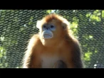 Les seuls singes dorés visibles en Europe présentés au zoo de Beauval