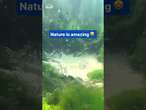 Underwater quicksand causes pond to bubble