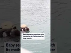 Baby sea otter reunited with its mother in California after long search