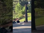 Mama bear and cubs rifle through trash