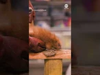 Zoo welcomes adorable baby porcupine