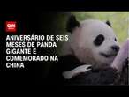 Aniversário de seis meses de panda gigante é comemorado na China | BASTIDORES CNN