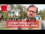 "Die Lage ist dramatisch": Landwirt muss wegen Vogelgrippe 5000 Tiere töten