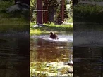 Bear enjoys refreshing dip in pond