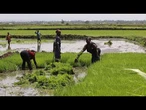 Au Kenya, des femmes nubiennes ravivent leurs traditions grâce à l'agriculture urbaine