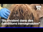 Plus de 80 chiens et le cadavre de leur propriétaire retrouvés dans une maison à New York