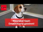 WM-Orakel Whisky: So tippt der tierische Experte für Deutschland gegen Ecuador