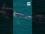 Fotógrafo flagra baleias-jubasrte em praia no Rio de Janeiro