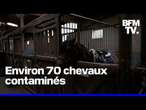 Une épidémie de rhinopneumonie a tué 10 chevaux en France