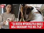 DRAMAT pani Elżbiety z Saskiej Kępy! Pies sąsiadki rozszarpał jej ukochanego Leosia | FAKT