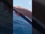 Kayaker fights off shark with paddle - ABC News