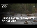 Ursos pardos fazem "banquete" de salmão nas Cataratas Brooks, no Alasca; veja vídeo