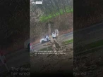 Driver escapes after massive tree crushes car