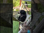 WATCH: Bear goes to town on corn #shorts
