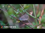 The California Academy of Sciences hopes to restart blue butterfly population
