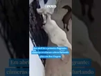 Cabras são flagradas pela segunda vez furtando pães no interior do Ceará #shorts #shortvideo #ceará