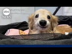 Dog goes viral with resting smile caused by missing tooth
