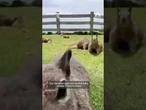 Squirrels take over Santa Monica park