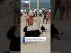 Brazilian dog becomes footvolley star