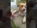 A dog in trouble was rescued from a pond at a Colorado golf course #shorts #dog #rescue #usa #us