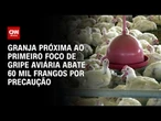 Gripe aviária: Granja abate 60 mil frangos por precaução | AGORA CNN