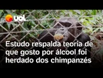 Chimpanzés bebem álcool de frutas, e estudo sugere que atração por bebida vem dos primatas; vídeo