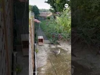 Bird lover builds trap to rescue stranded seagull
