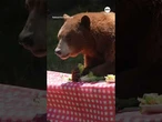 Bears destroy mock campsite at zoo event