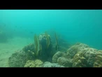 EUA reduz proteção dos habitats de espécies ameaçadas de extinção | AFP