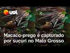 Macaco-prego é capturado por sucuri em Mato Grosso; guia flagra momento do ataque; vídeo