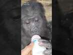 Turkish authorities have seized a baby gorilla that was trying to be smuggled through the country.