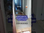 Quatis invadem casa, abrem geladeira e deixam residência revirada no Paraná