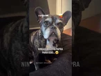 Tutora mostra envelhecimento de cachorrinha e se emociona