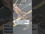 D.C. resident removes alligator from Washington Channel