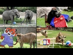 Animais de zoológico mexicano preveem resultados da Copa | AFP