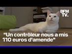 Une voyageuse verbalisée par un contrôleur SNCF car son chat miaulait dans le train
