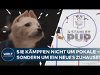 STANLEY PUP: Diese Welpen treten in der NHL an! Liga startet eine ungewöhnliche Adoptionskampagne