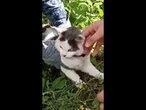 Cat is caught smuggling drugs into a Russian prison