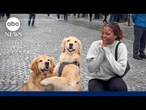 Army veteran travels the world on 'Mission to Spread Smiles' with therapy dogs