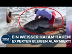 MASSACHUSETTS: Angler zieht drei Meter langen Weißen Hai aus dem Wasser! Experten warnen vor Folgen!