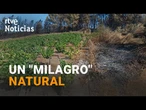 INCENDIOS GALICIA: Los VIÑEDOS ACTÚAN como CORTAFUEGOS y SALVAN un PUEBLO | RTVE Noticias