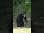 Le esercitazioni anti-orso in Giappone: bersagli e simulazioni… umane